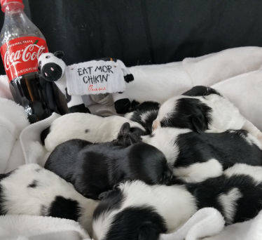 Frisky Dream Puppies